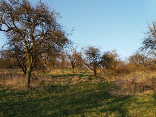 Revitalizace ovocného sadu ve Staré Vsi